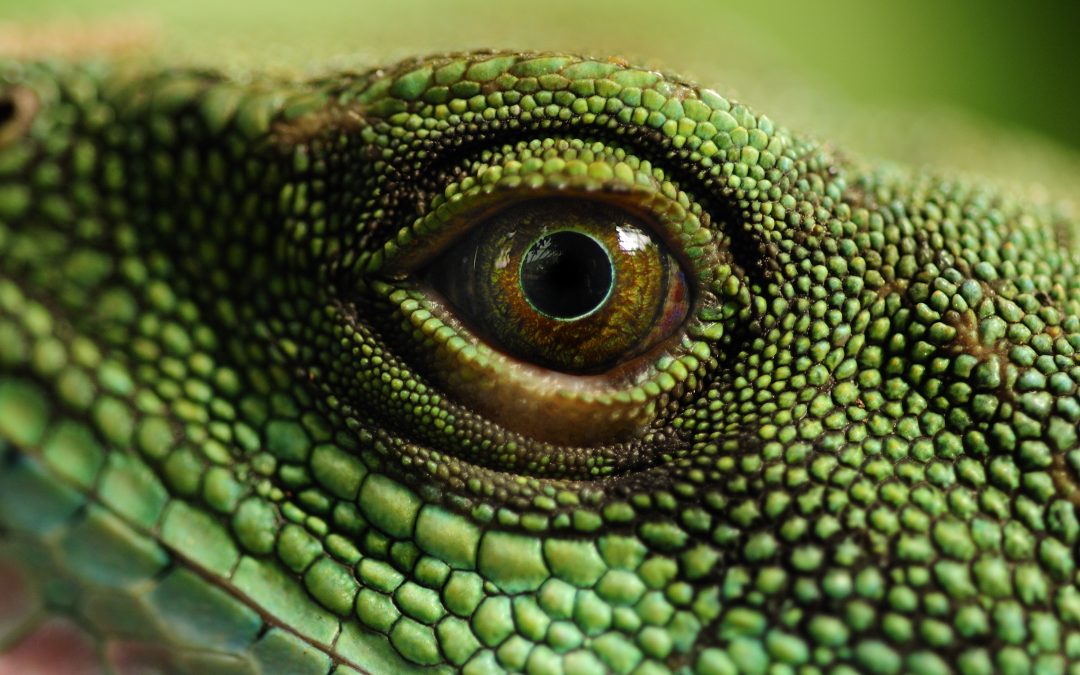 Trial Strategies To Combat The Reptile Theory