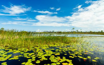 Recycling Company Sued By MA For Wetlands Damage
